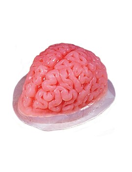Brain Jelly Mould