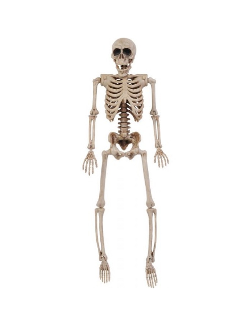 14" Posable Skeleton